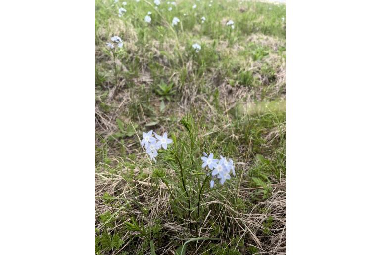 Amsonia ciliata -18682