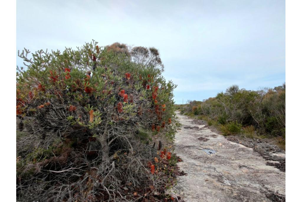 Grootbloemige heideblad banksia