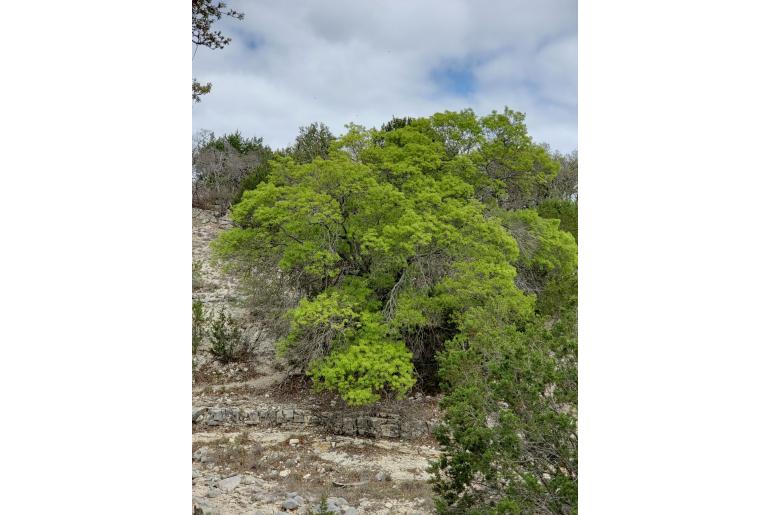 Quercus buckleyi -18690