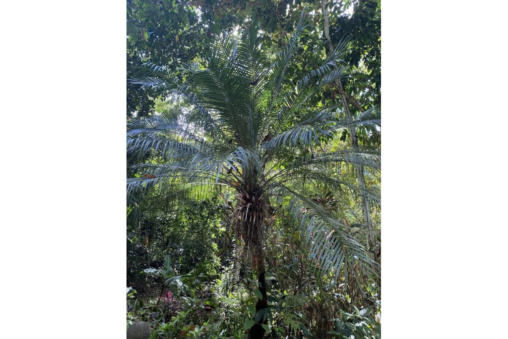 Dwerg dadelpalm