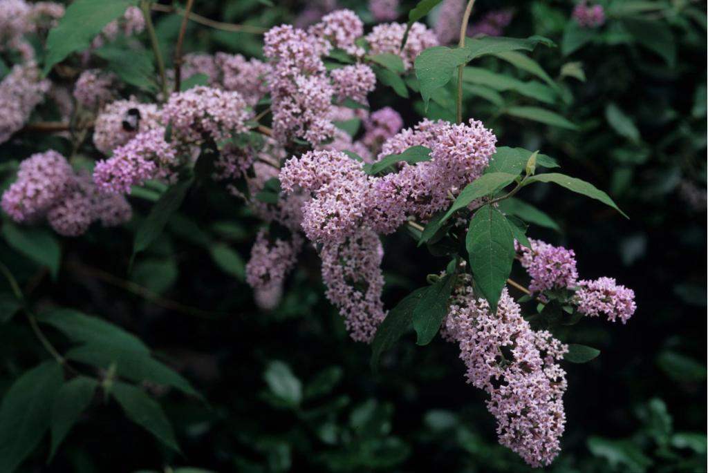 Delavay's Buddleja