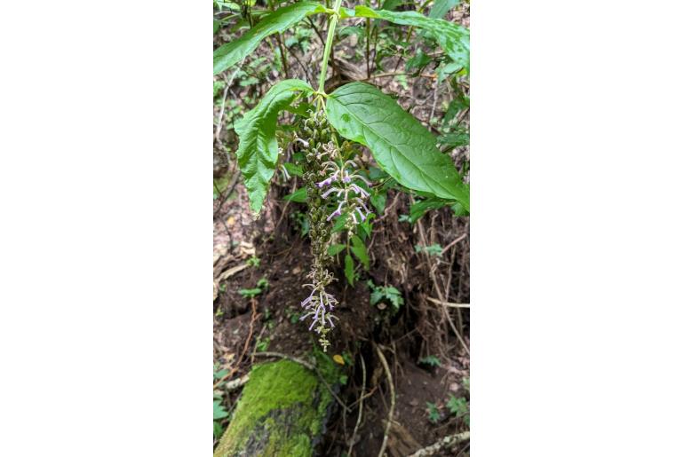 Buddleja japonica -18746