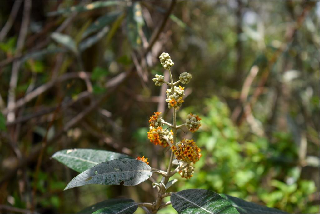 Buddleja met grote gelobde bloemhoofden