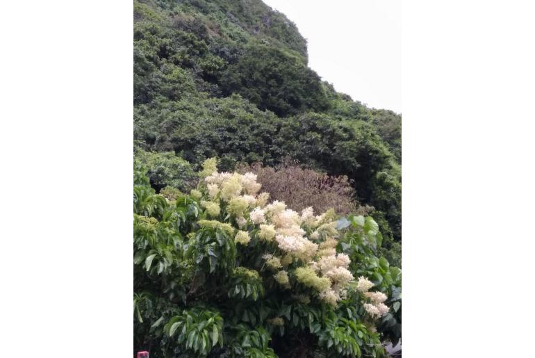 Ehretia acuminata -18754