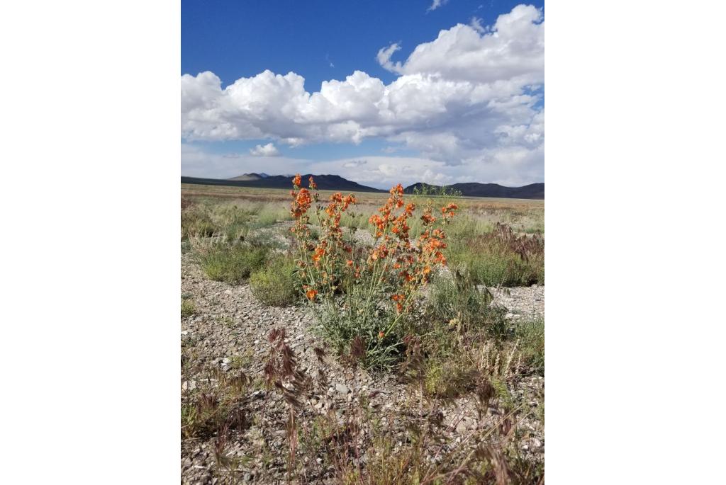 Kruisbesblad Globemallow