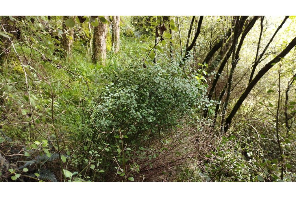 Klein blad Teucrium