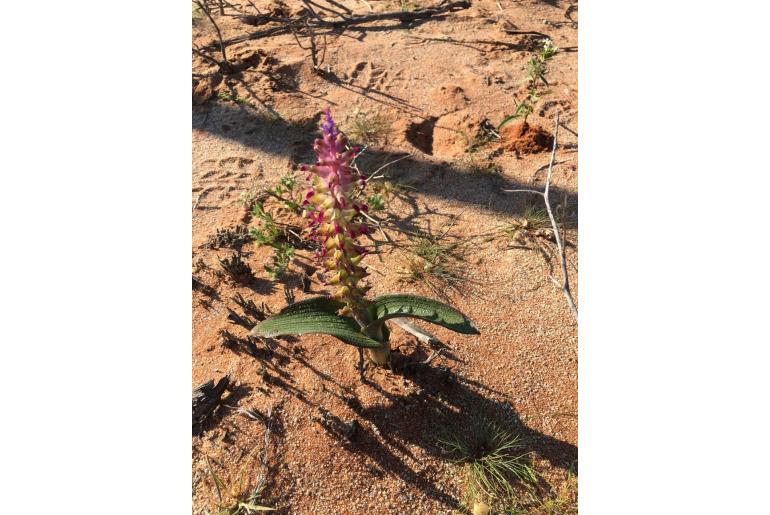 Lachenalia valeriae -18812