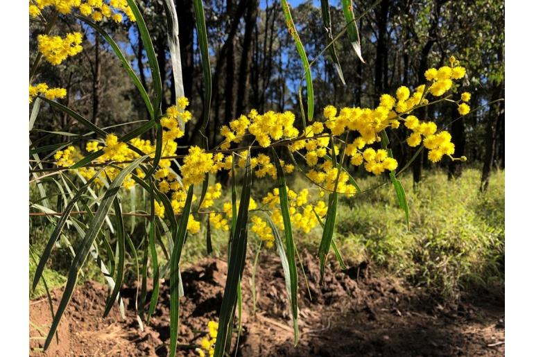 Acacia neriifolia -18819