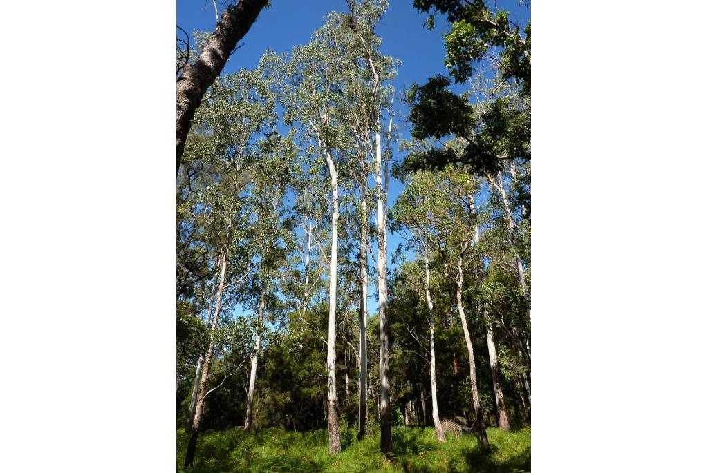 Dunn's Eucalyptus