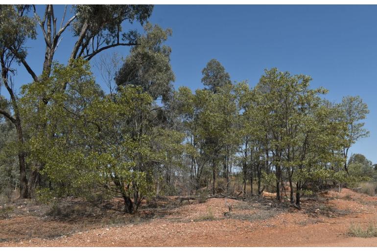 Acacia rhodoxylon -18824