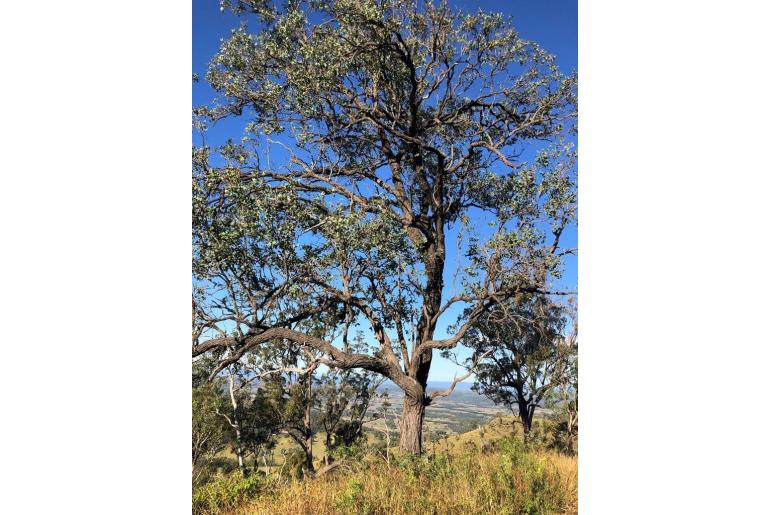 Eucalyptus melanophloia -18825