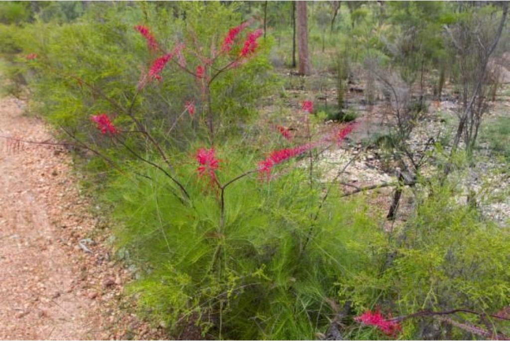 Dryander's grevillea