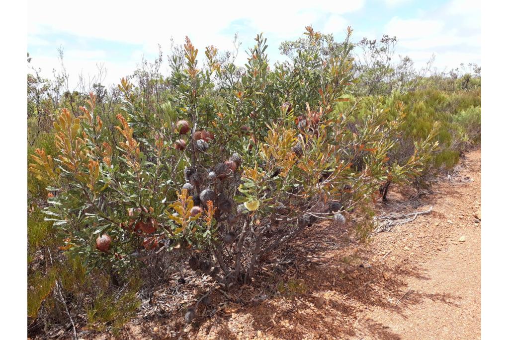 Tennisbal banksia