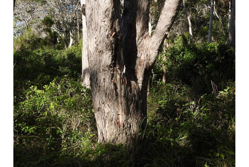 Blauw Melaleuca