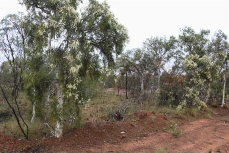 Melaleuca tamariscina -18831