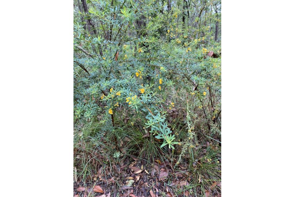 Pultenaea met grote lippen