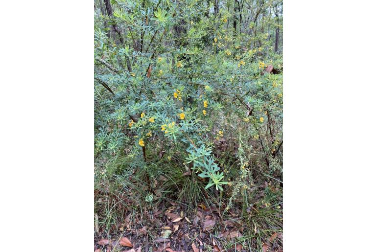 Pultenaea euchila -18834