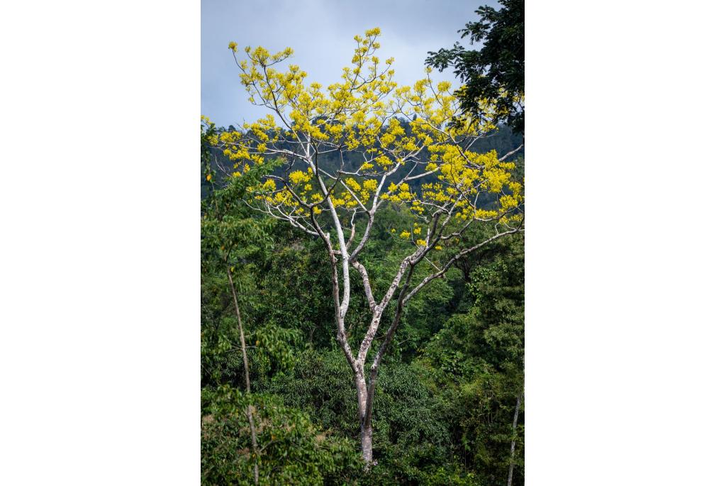 Torenboom van Paraíba