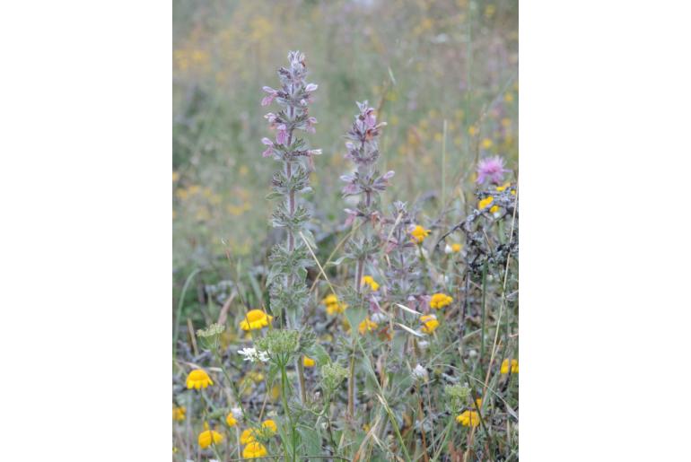 Stachys heraclea -18874