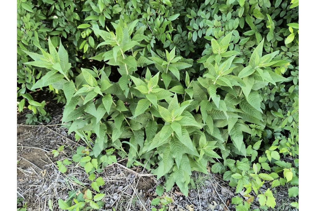 Baldwin's vernonia