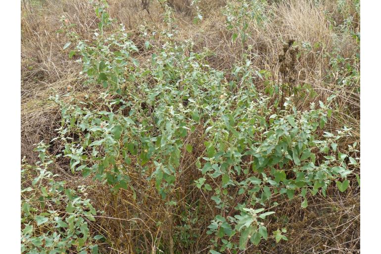 Sphaeralcea bonariensis -18882