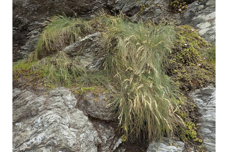 Festuca coxii -18909