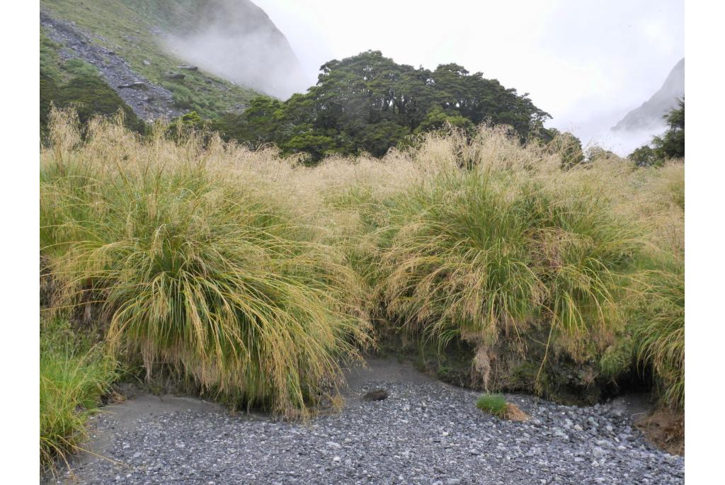 Opvallende chionochloa