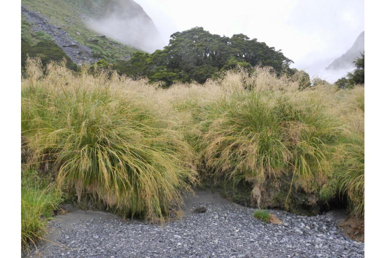 Chionochloa conspicua -18910