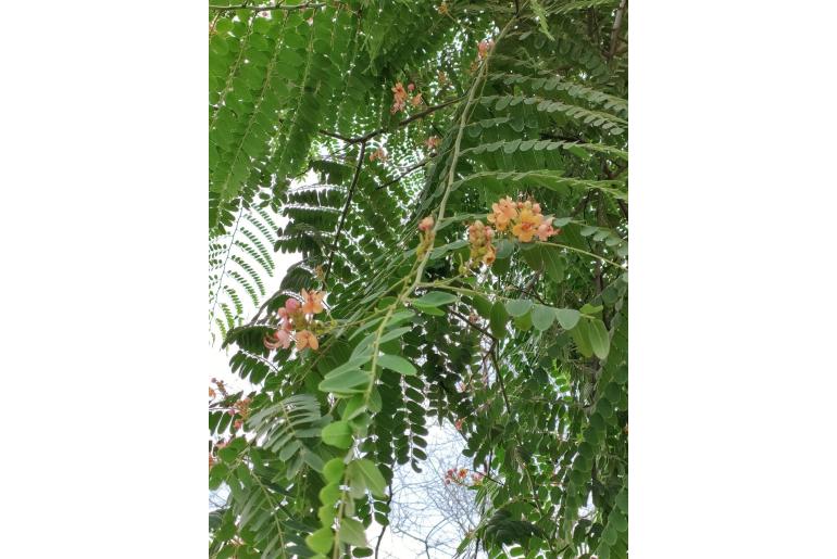 Cassia javanica ssp renigera -18919