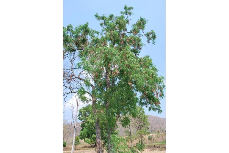 Albizia odoratissima -18920