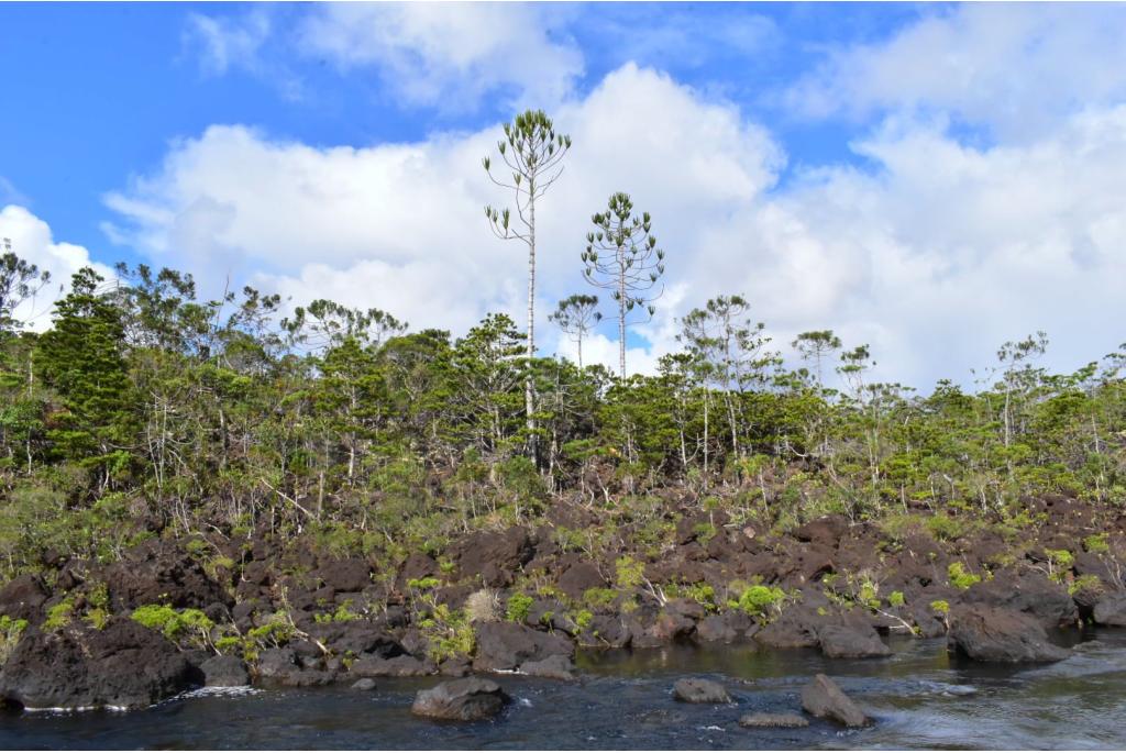 Rule's araucaria