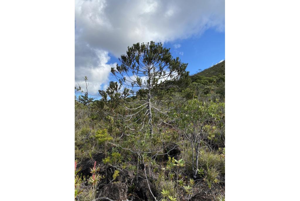 Araucaria-achtige dacrydium