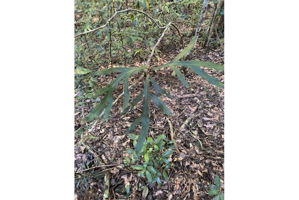 Hill's grevillea