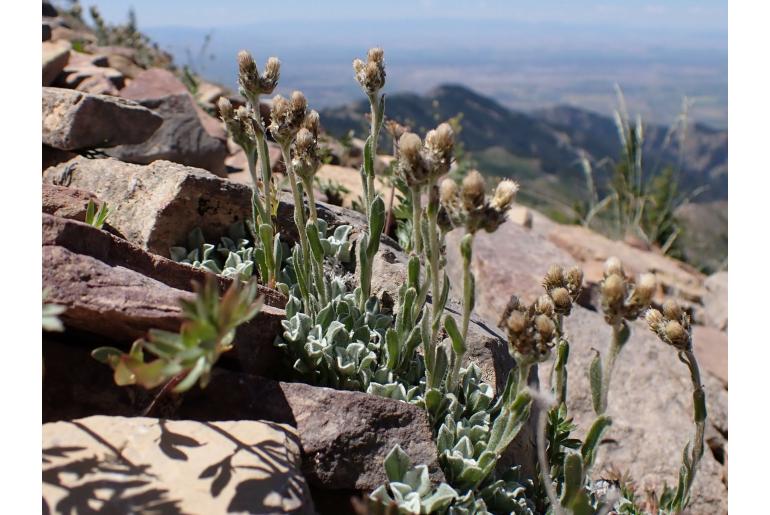 Antennaria aromatica -18962