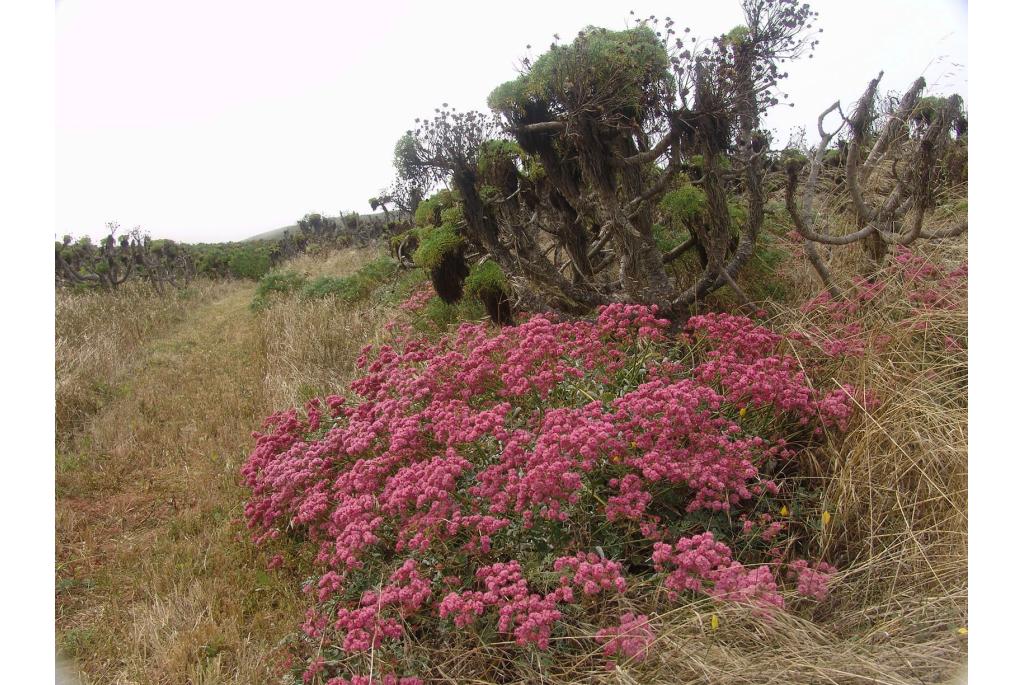 Roodbloeiende eriogonum