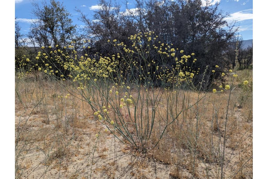 Naakte eriogonum