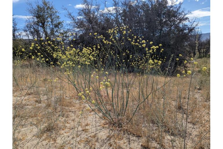 Eriogonum nudum -18968