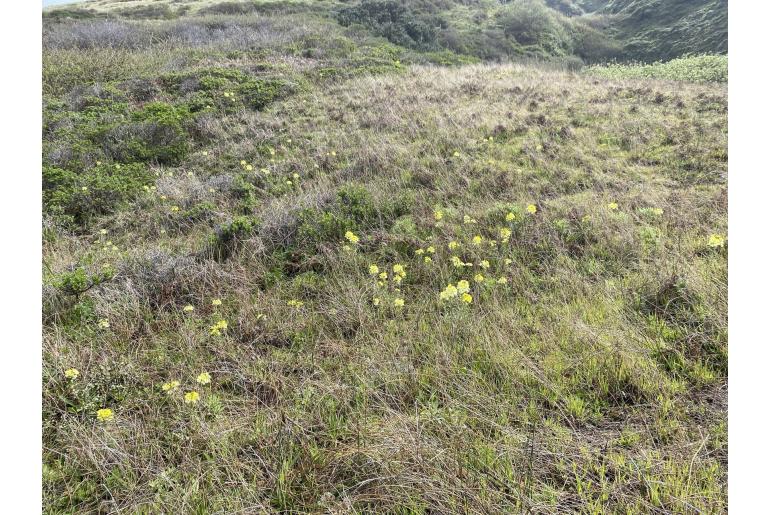 Erysimum concinnum -18969