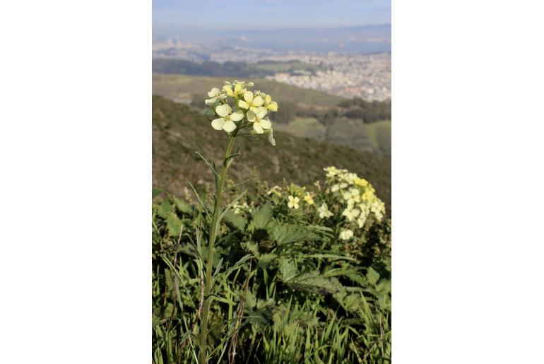 Erysimum franciscanum -18970