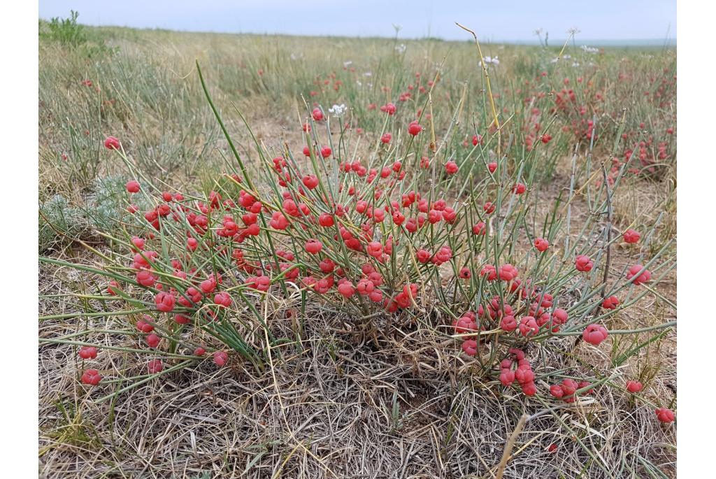 Chineese ephedra