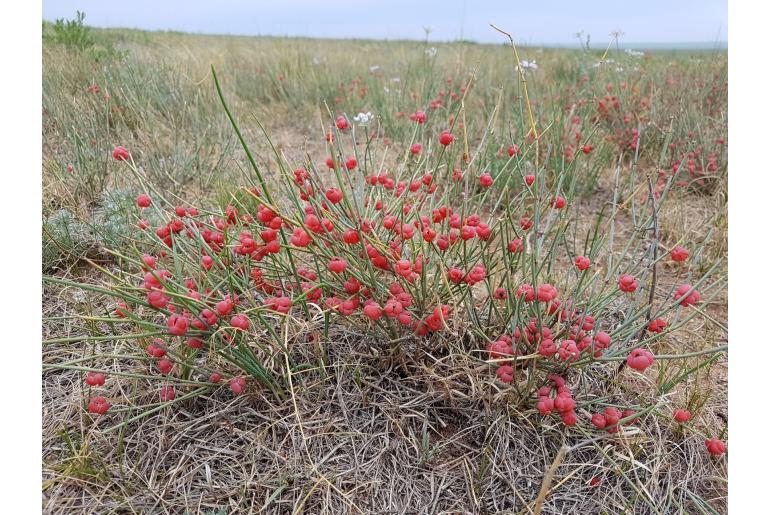 Ephedra sinica -18977