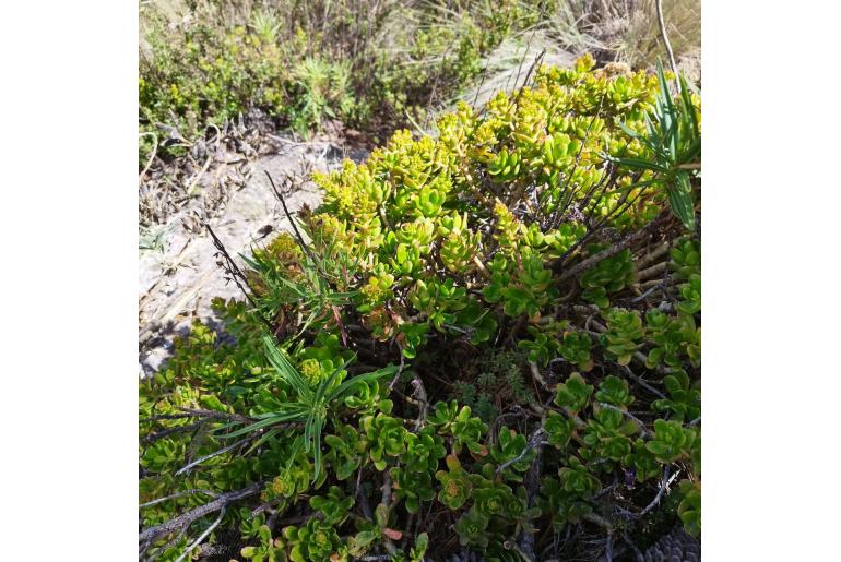 Sedum confusum -18990