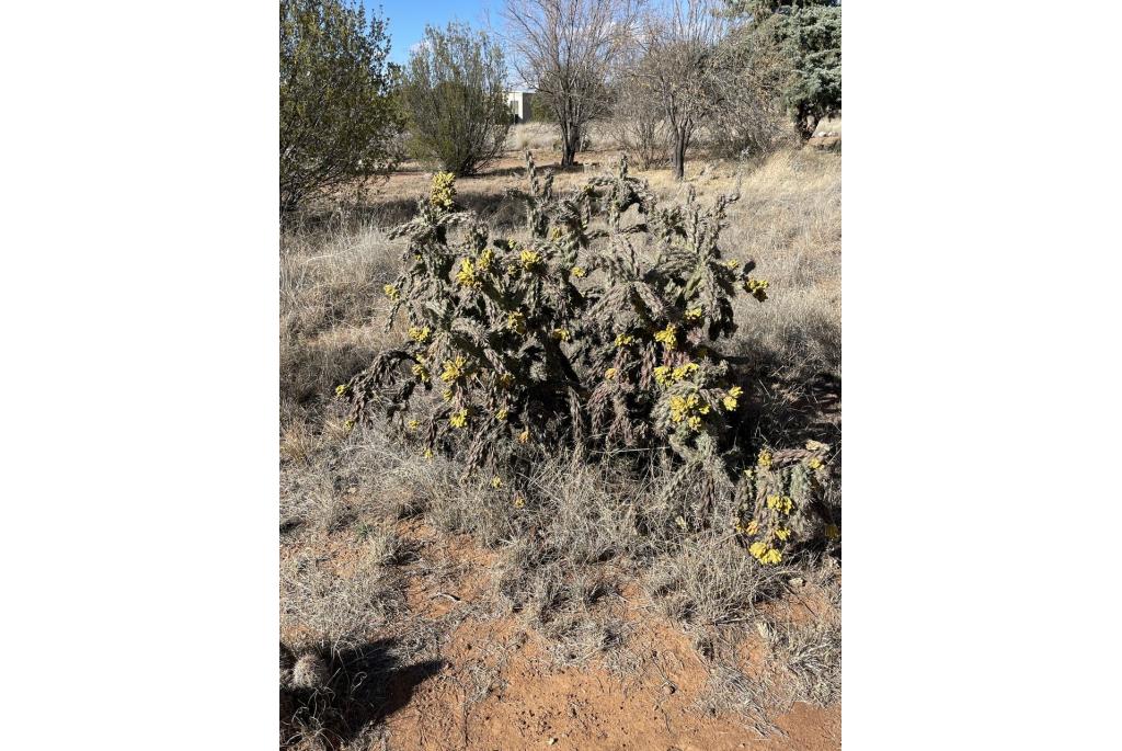 Overlappende cylindropuntia