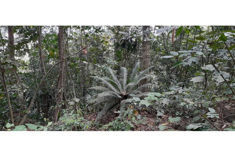 Dioon spinulosum -19004