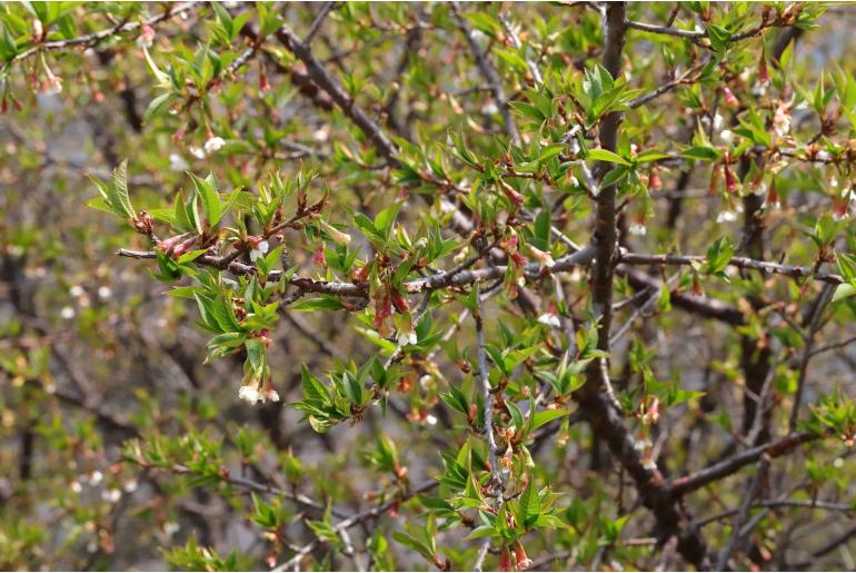 Prunus rufa -19052