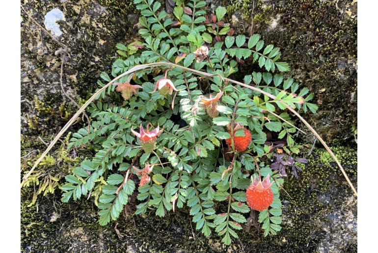 Rubus taiwanicola -19058