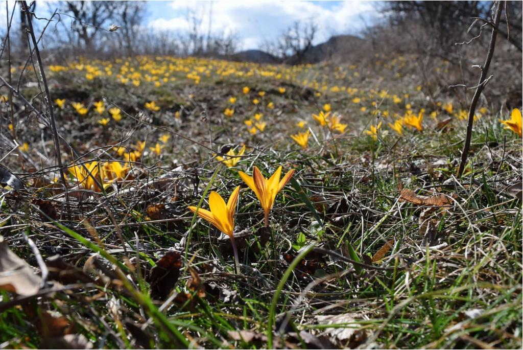 Goudlakense krokus