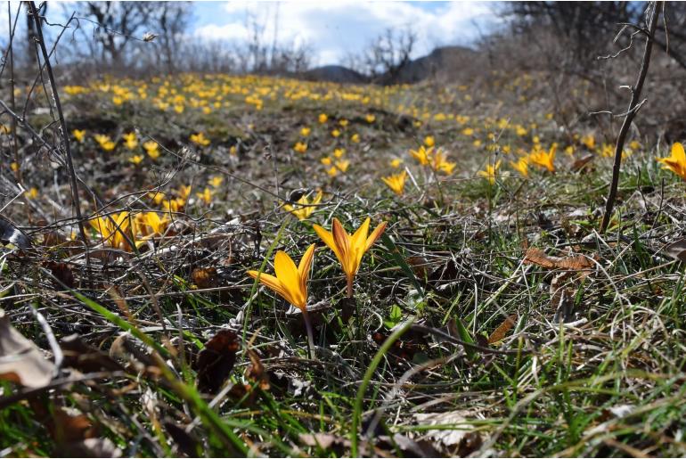 Crocus angustifolius -19061