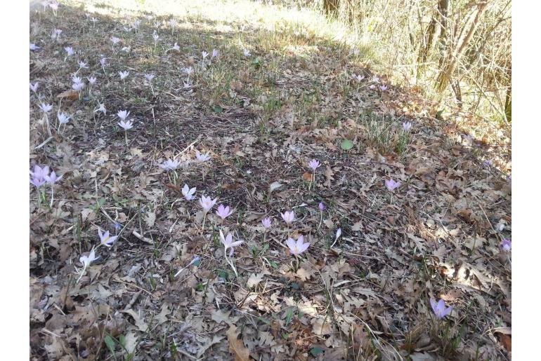 Crocus etruscus -19063