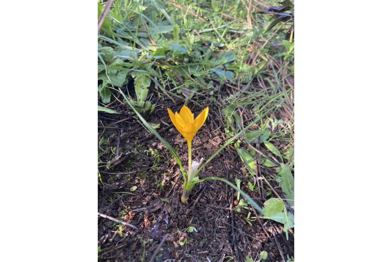 Crocus istanbulensis -19066